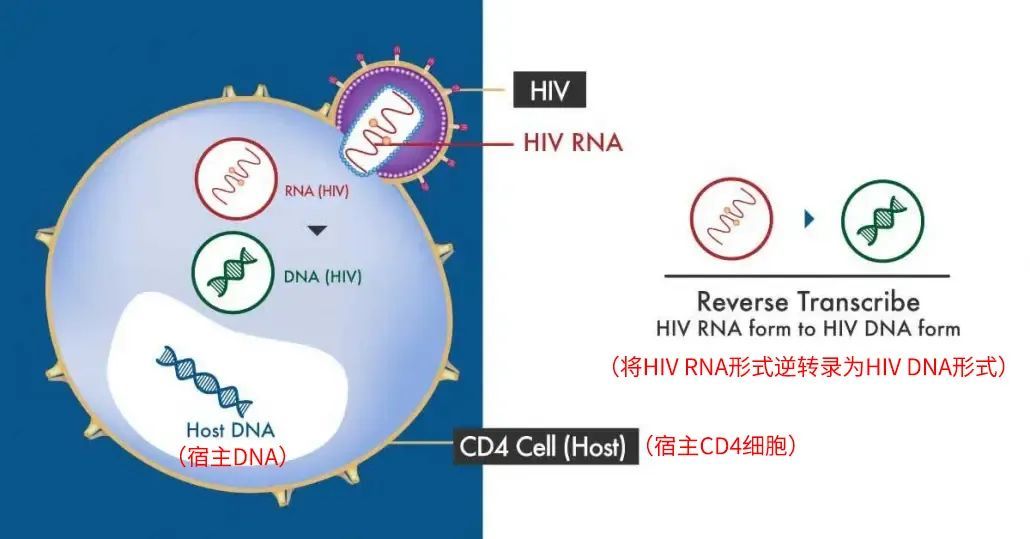 _hiv治愈者_治愈的艾滋病患者