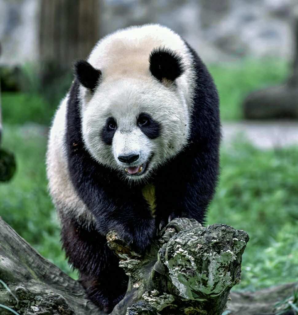 都江堰:擦亮“天府旅游名县”金字招牌助推文旅产业高质量发展