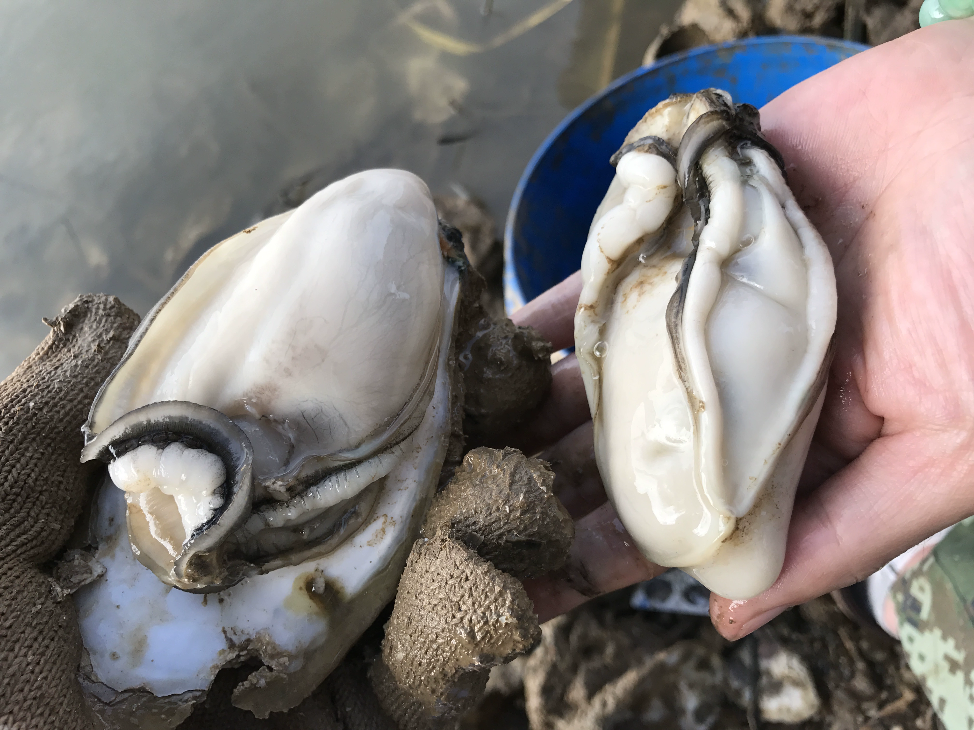 别具阳西特色的程村蚝美食盛宴周四走进阳西县