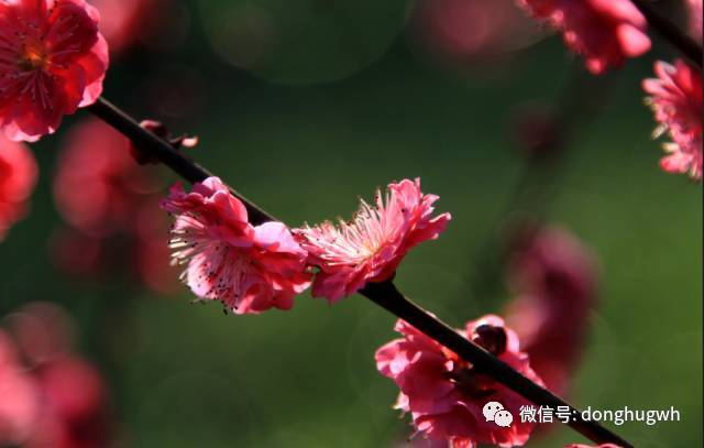 武汉东湖冬天_冬季武汉东湖游玩攻略_武汉东湖适合什么时候去