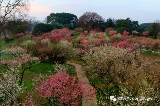 武汉东湖适合什么时候去_冬季武汉东湖游玩攻略_武汉东湖冬天