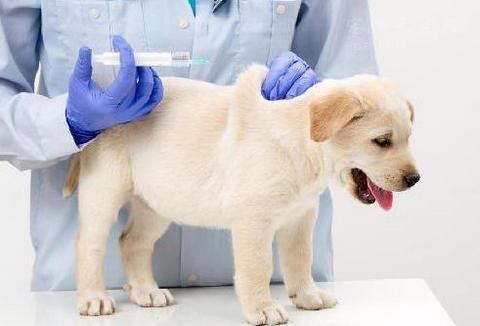 巴哥幼犬成都巴哥出售纯种小型犬长不大巴哥成都本犬舍