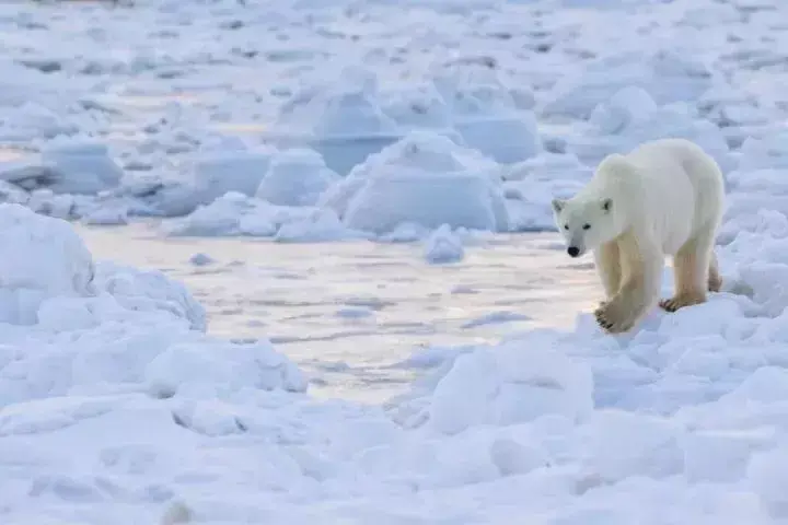 北欧极光旅游多少钱_极光旅游攻略 北欧_北欧极光之旅攻略