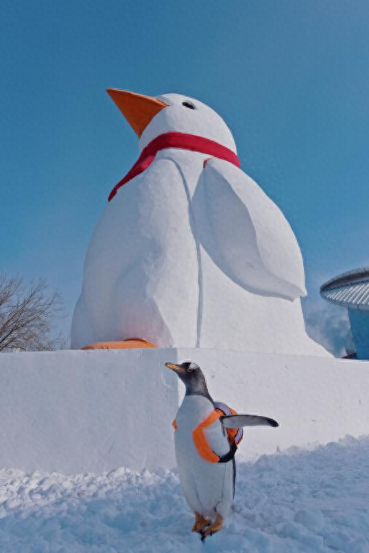 世界唯一的淘学企鹅冰雪大巡游在哈尔滨极地公园上演