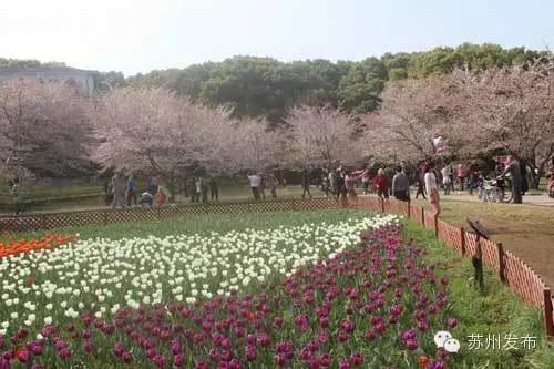 苏州旅游景点需要预约吗_苏州有哪些好玩的地方不需要门票_好玩门票苏州地方需要有多少钱