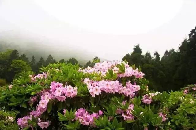 衢州一日游_衢州一日游景点_衢州一日游好玩的景点