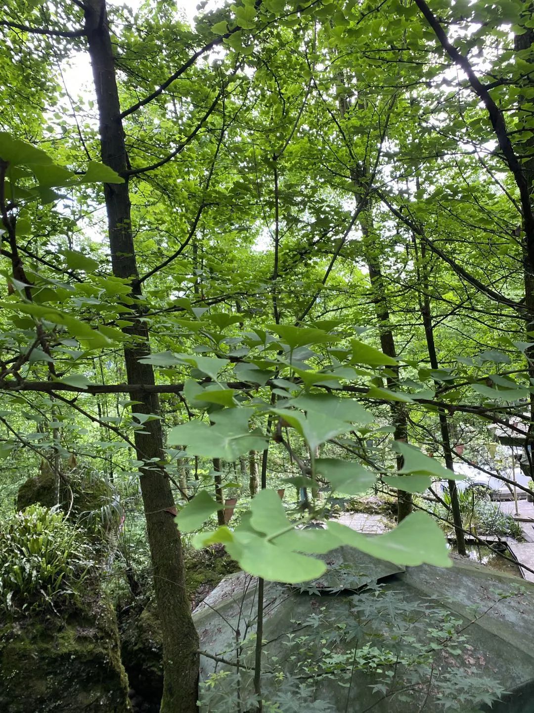 成都赵公山旅游项目投资_成都赵公山旅游攻略_攻略成都旅游赵公山景区