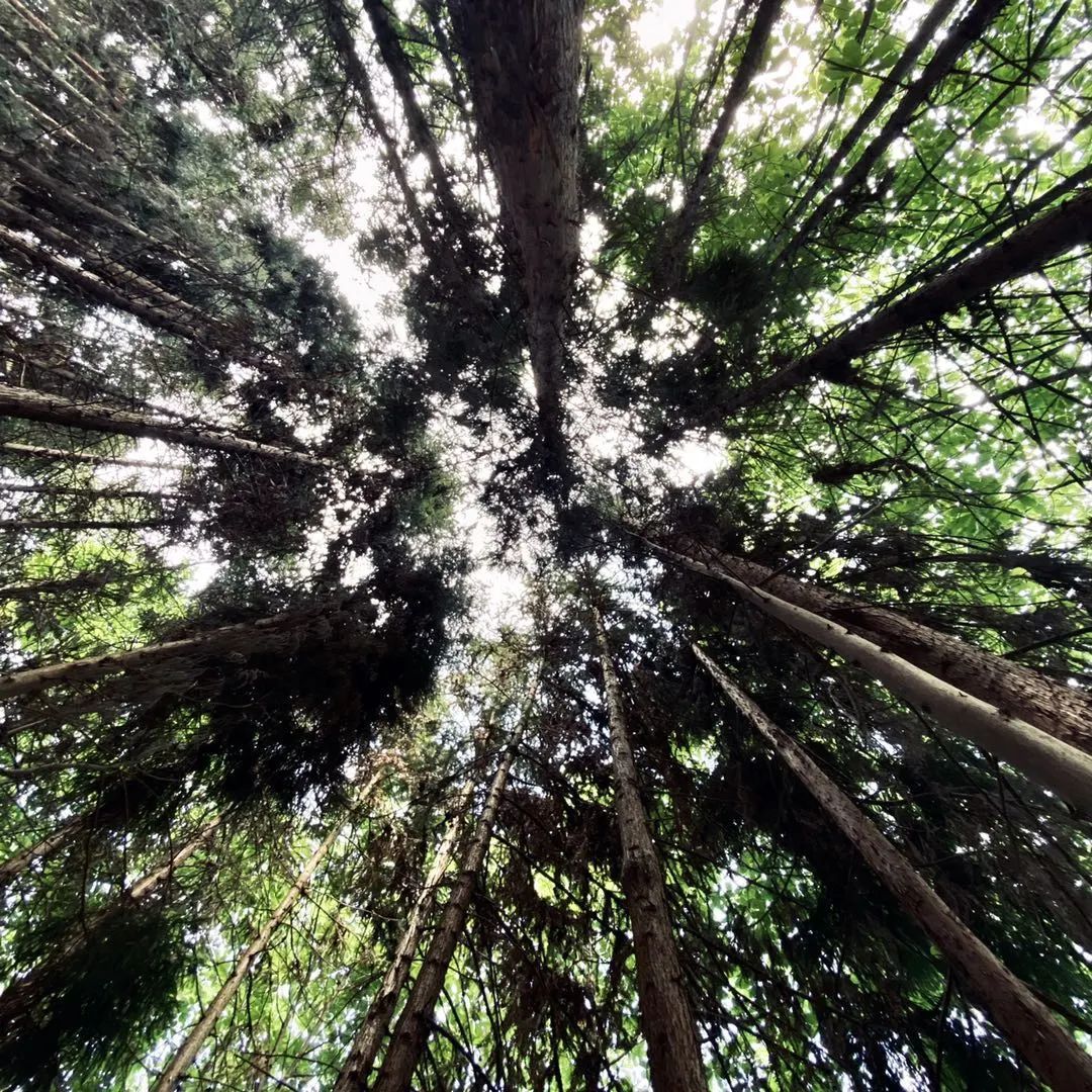 攻略成都旅游赵公山景区_成都赵公山旅游攻略_成都赵公山旅游项目投资