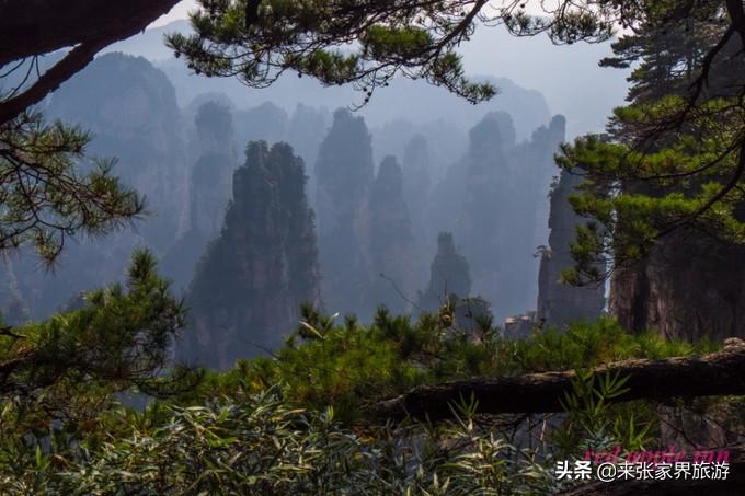 张家界天门山森林公园在哪里_张家界国家森林公园和天门山哪个好玩_张家界天门山森林公园简介