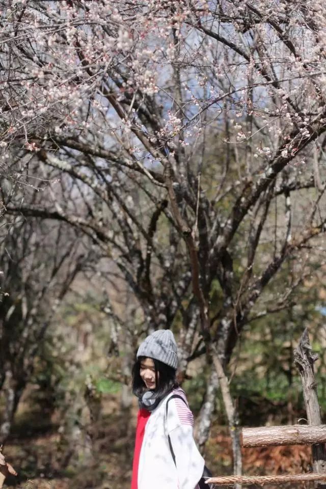 腾冲樱花谷好玩么_腾冲樱花谷风景区花期_腾冲樱花谷旅游攻略