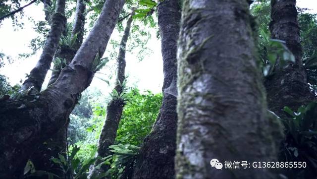 腾冲樱花谷好玩么_腾冲的樱花谷有什么景色_腾冲樱花谷旅游攻略