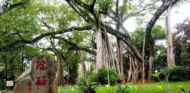 腾冲樱花谷旅游攻略_腾冲樱花谷好玩么_腾冲的樱花谷有什么景色