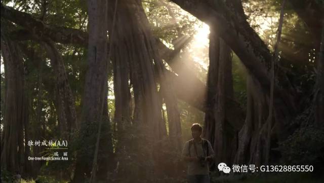 腾冲樱花谷好玩么_腾冲樱花谷旅游攻略_腾冲的樱花谷有什么景色