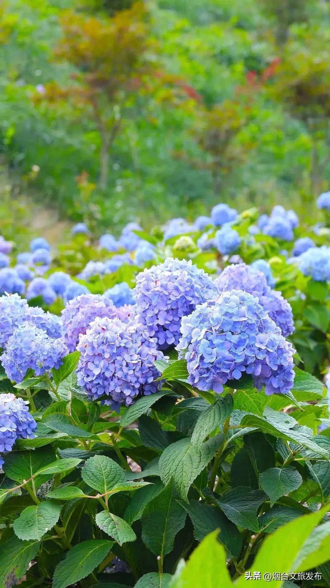 昆嵛山旅游攻略_昆嵛山自驾游攻略_昆嵛山旅游路线