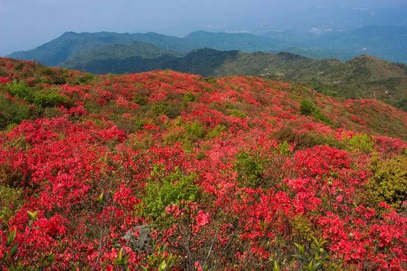 石城通天寨旅游攻略_石城通天寨旅游攻略_石城通天寨旅游攻略