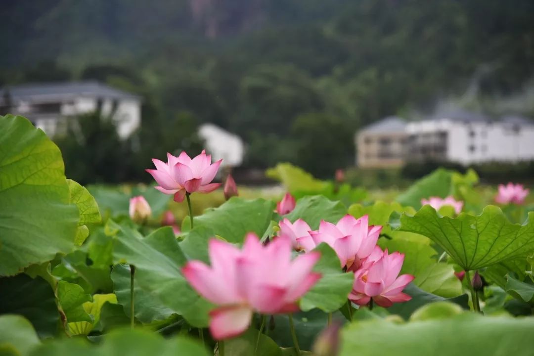 石城通天寨旅游攻略_石城通天寨旅游攻略_石城通天寨旅游攻略