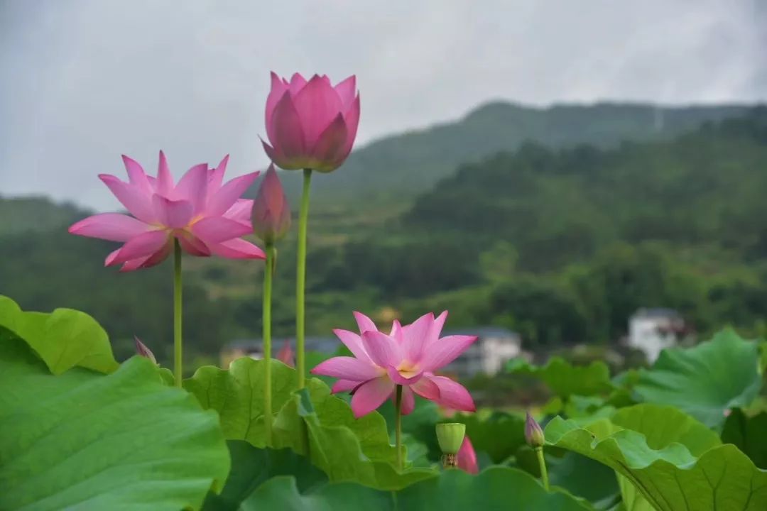 石城通天寨旅游攻略_石城通天寨旅游攻略_石城通天寨旅游攻略