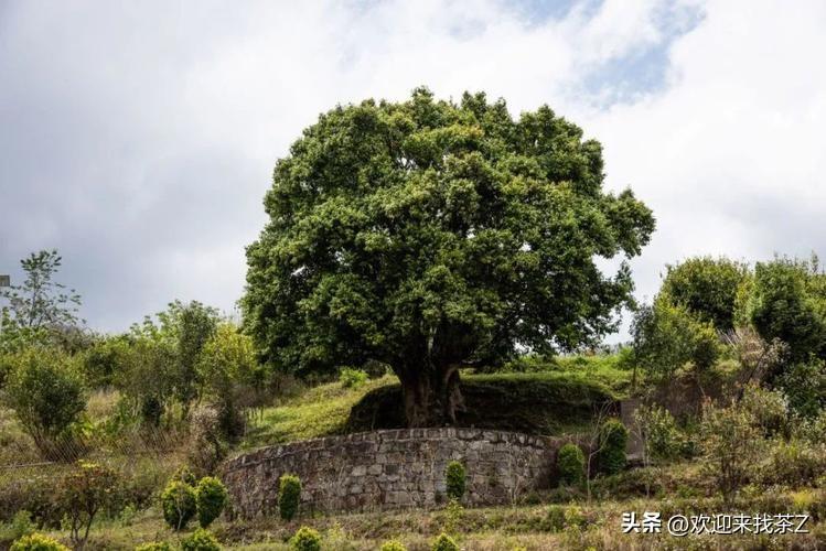 竹石清茶正品_竹石清茶是骗局_竹石清茶排石是真是假