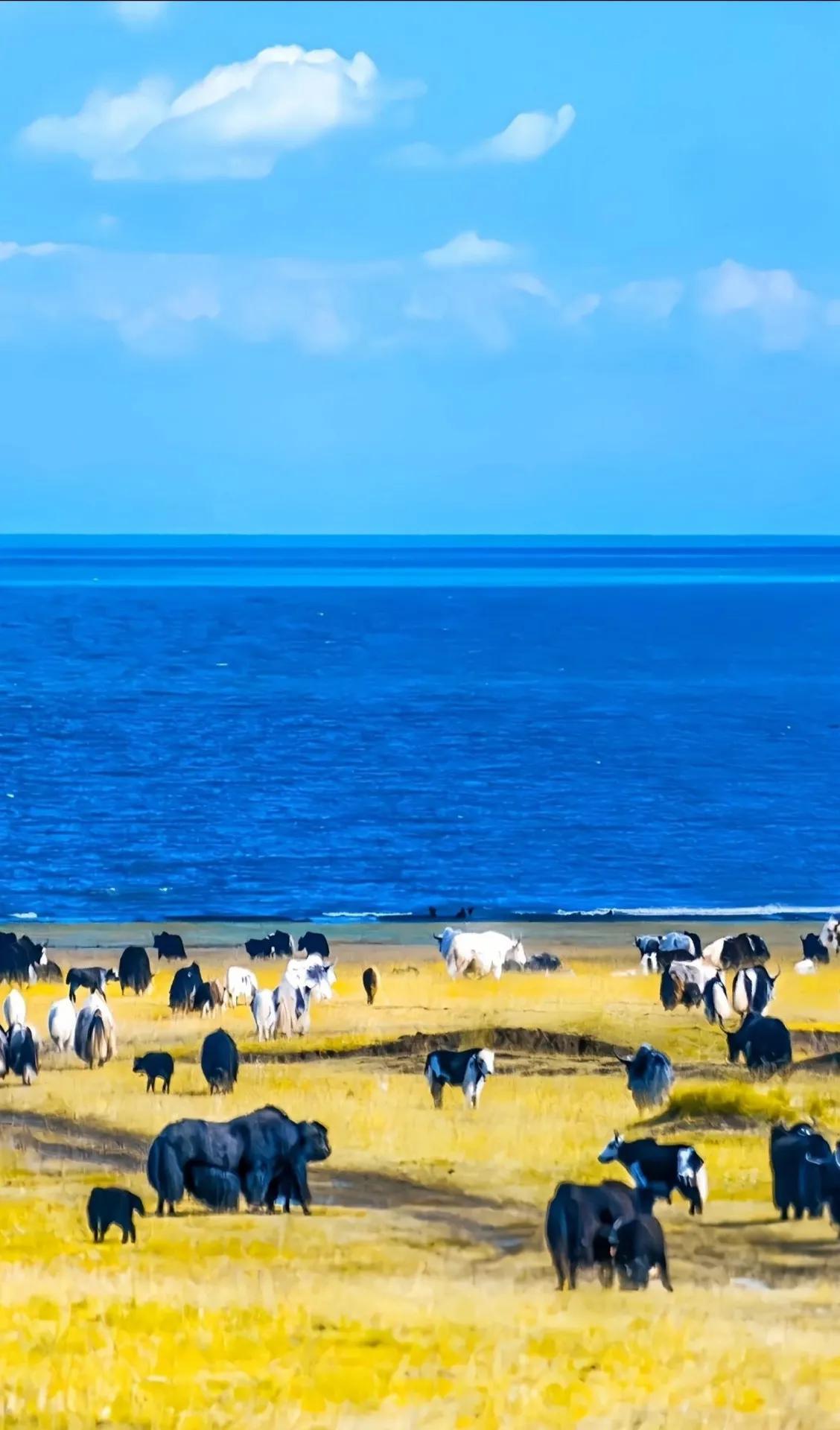 盐湖股份茶卡盐湖_景点盐湖_茶卡盐湖旅游攻略何时最好