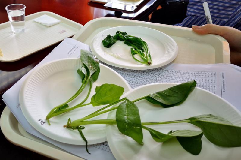 上海40种菠菜现场“选美”扬长避短