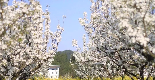 陕西省洋县旅游_陕西洋县景点_陕西洋县旅游攻略