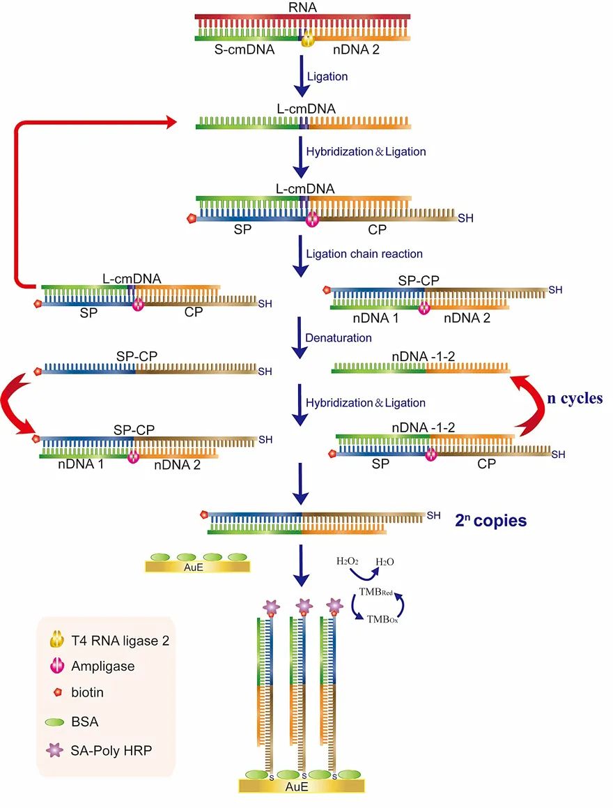 基于嵌合DNA探针辅助连接酶链式反应的电化学传感策略(图1)