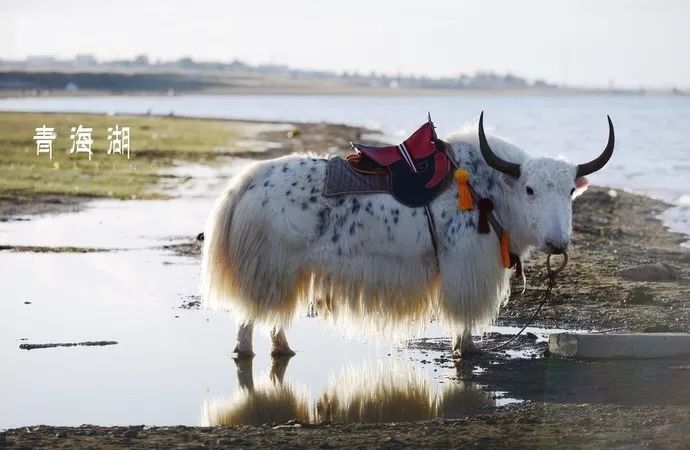 青海湖包车师傅_青海包车游骗局_青海湖包车骗局