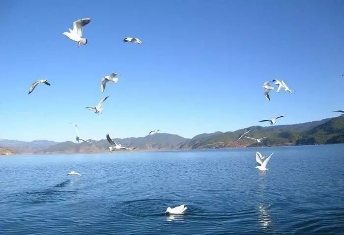 青海湖包车师傅_青海湖包车骗局_青海包车游骗局