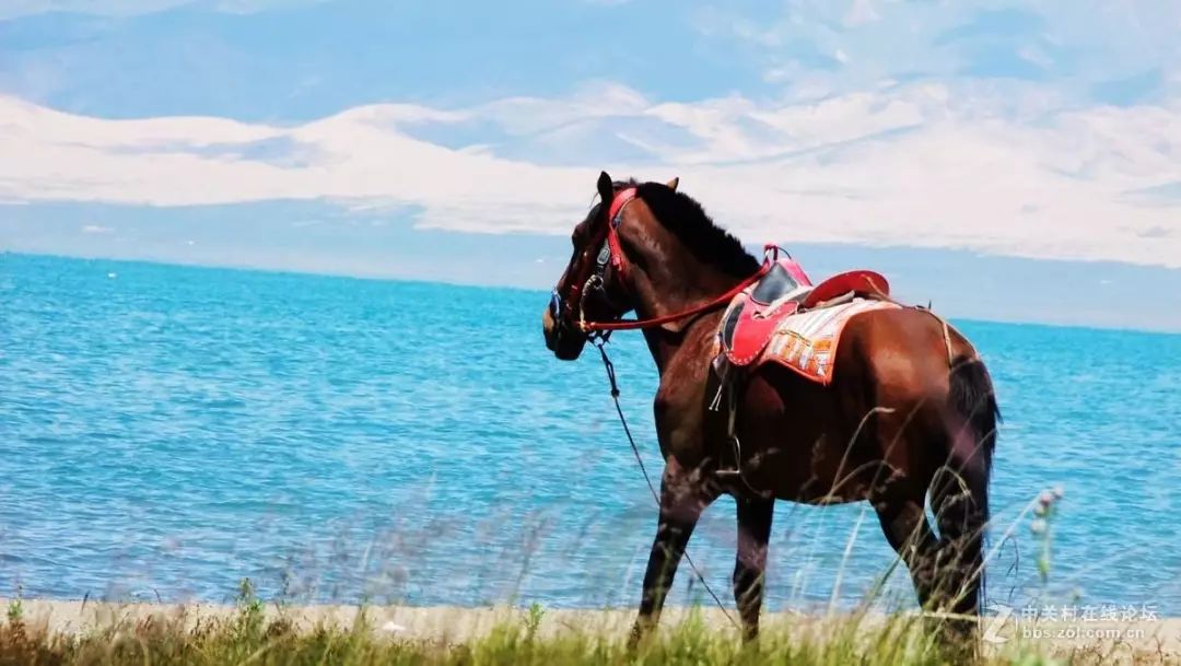 青海湖包车骗局_青海包车游骗局_青海湖包车师傅