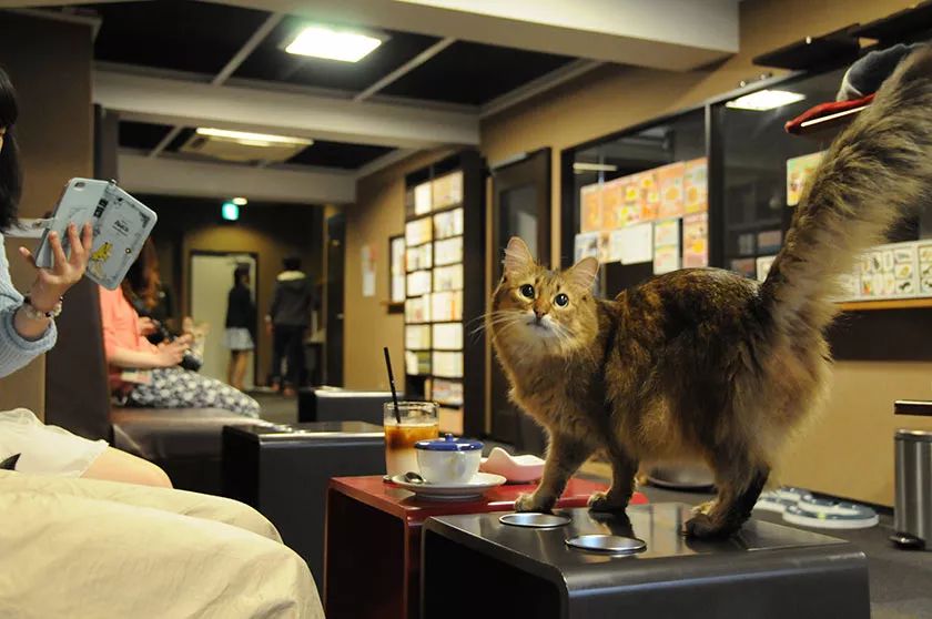 咖啡馆里的“咕噜猫咖啡”，你见过吗？