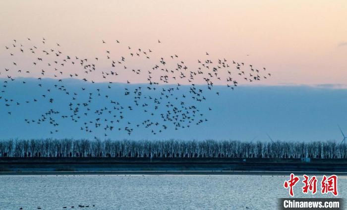 江苏盐城探索候鸟迁徙路线保护湿地和生物多样性