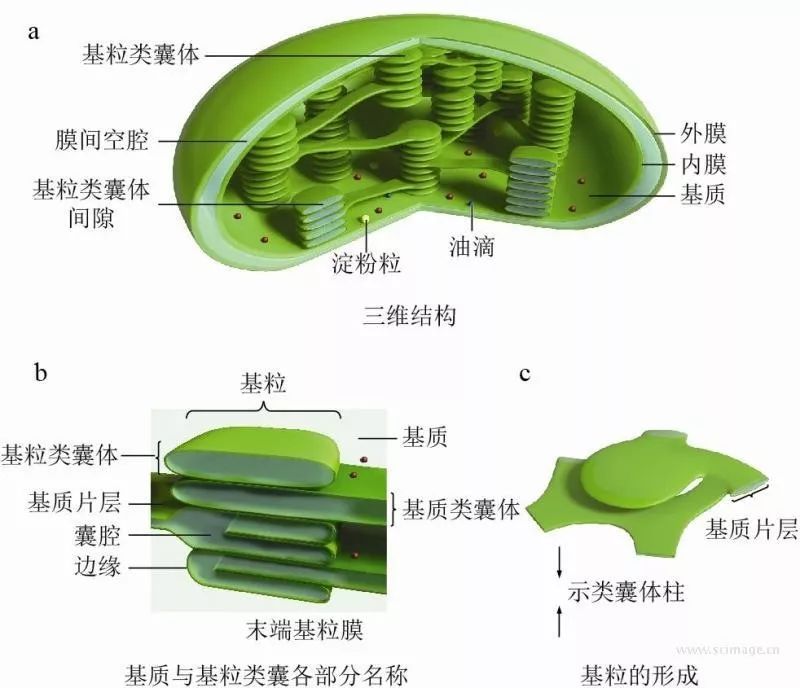 叶绿体结构简图怎么画图片