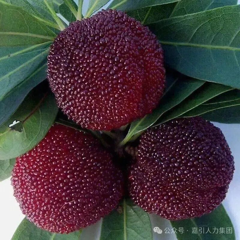 主播招聘_主播招聘要求_主播招聘文案