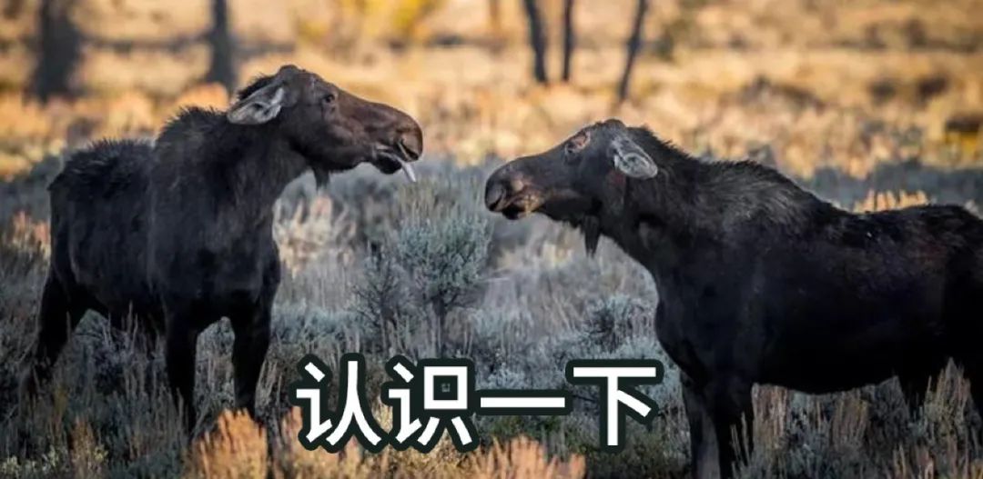 招人在哪个网站比较好找_招人去哪个平台_招人