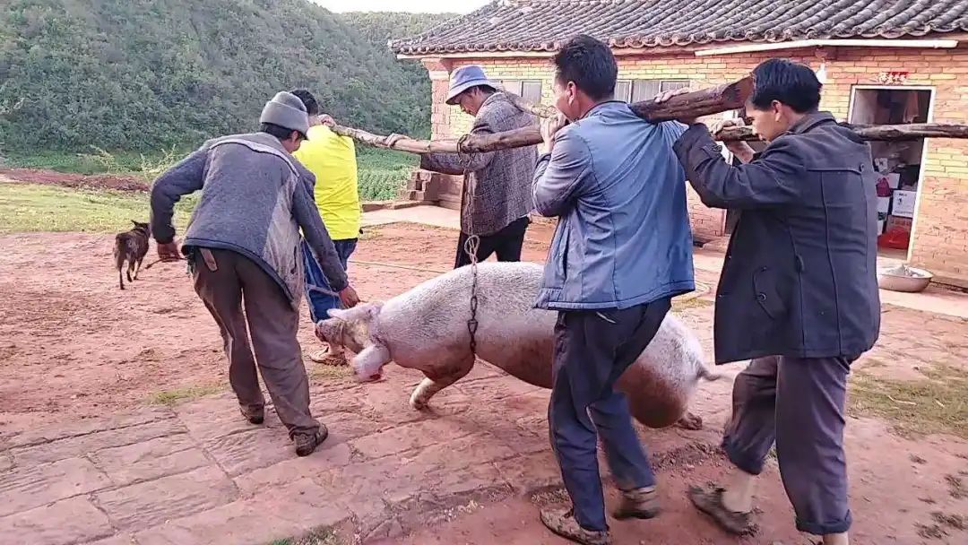 惊天骗局_春雨惊春清谷天是什么诗_春雨惊春惊谷天