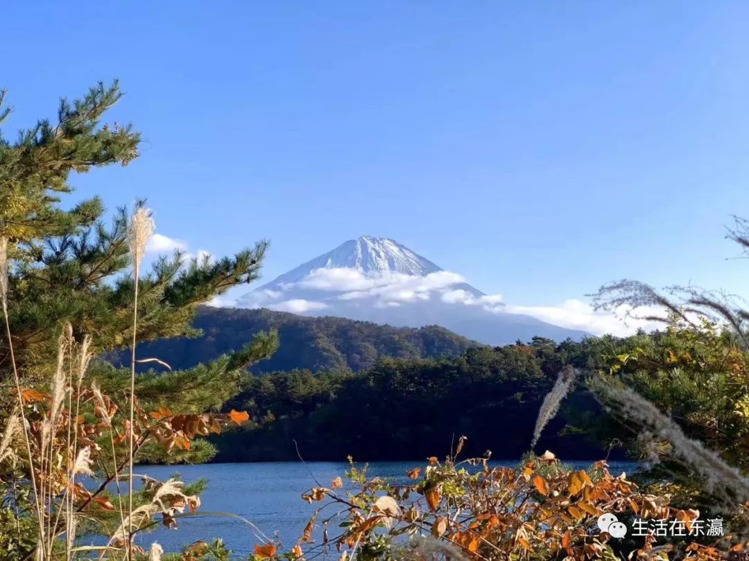 日本黑科技洗衣球_日本神奇洗衣球骗局_日本神奇洗衣机