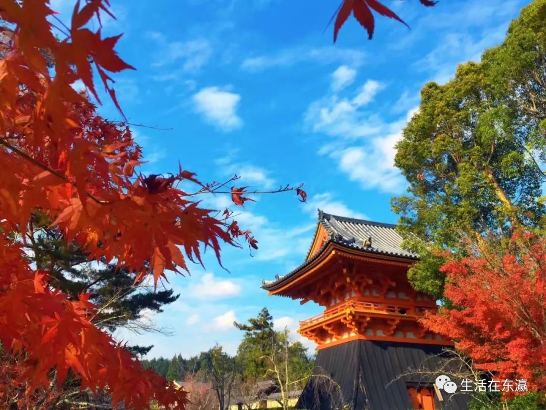 日本黑科技洗衣球_日本神奇洗衣机_日本神奇洗衣球骗局