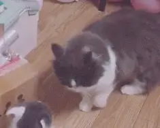 _猫妈和猫爸_猫爸爸+猫妈妈+小猫=是什么