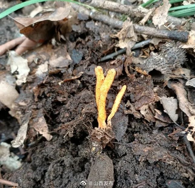 北虫草种植是骗局吗_种植北虫草的亩产的利润_北虫草种植利润