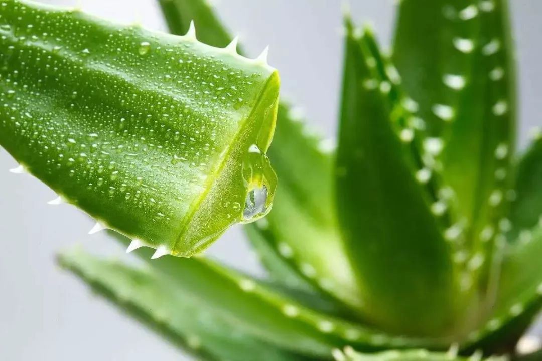 虫草投资骗局_北虫草种植是骗局吗_虫草种植的是假的吗