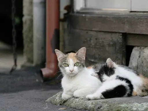 猫讨好主人的表现__猫讨好你的表现