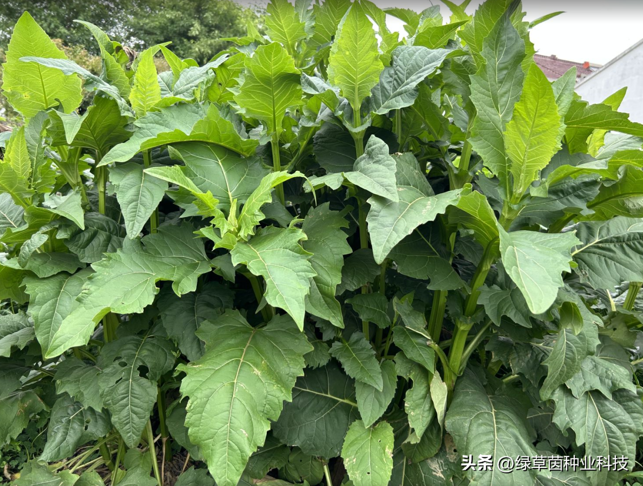 骗局种植牧草是真的吗_牧草种植骗局股骗局_关于种植牧草的骗局