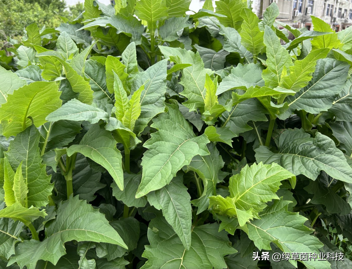 关于种植牧草的骗局_牧草种植骗局股骗局_骗局种植牧草是真的吗