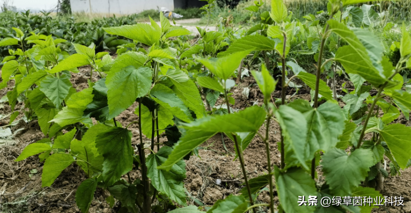 骗局种植牧草是真的吗_种植牧草卖赚钱吗_关于种植牧草的骗局