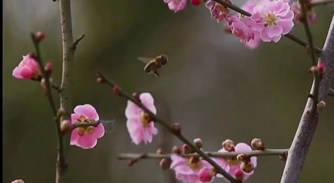 长兴租房信息上哪里查 超美！太原植物园 40 余种梅花绽放，香气清幽让人如痴如醉