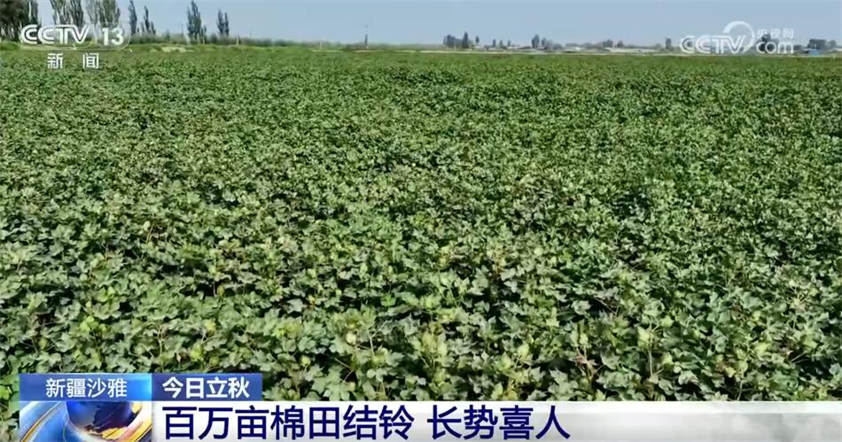 _立秋时节农作物生长旺盛 全国从南到北将绘就田野好“丰”景_立秋时节农作物生长旺盛 全国从南到北将绘就田野好“丰”景