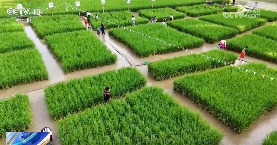 立秋时节农作物生长旺盛 全国从南到北将绘就田野好“丰”景_立秋时节农作物生长旺盛 全国从南到北将绘就田野好“丰”景_