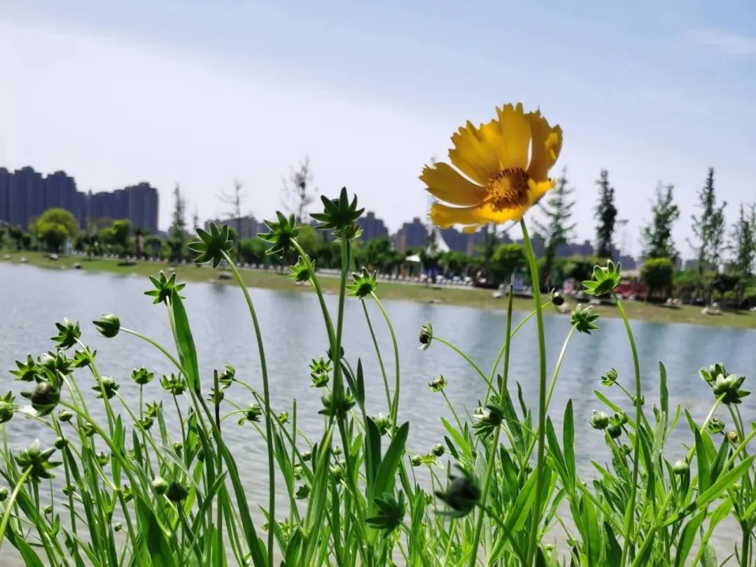 花少心灵鸡汤_心灵鸡汤花_鸡汤心灵