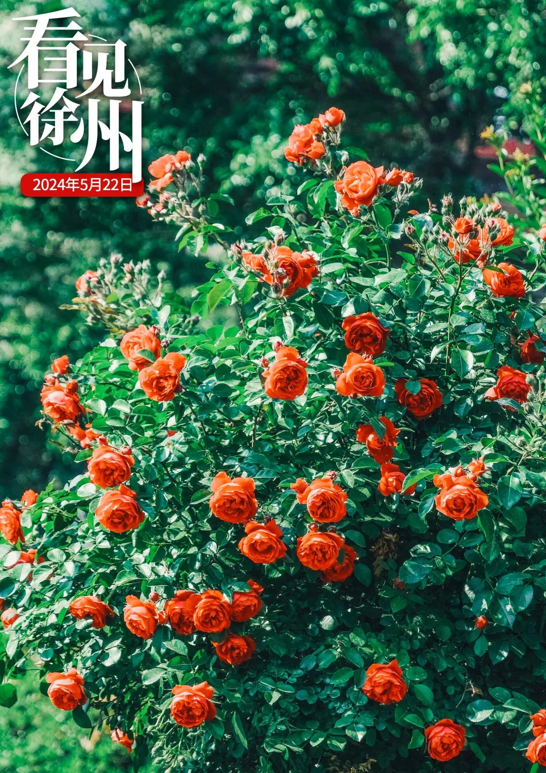 孟津招聘招聘司机招聘_招聘免费的平台_招聘
