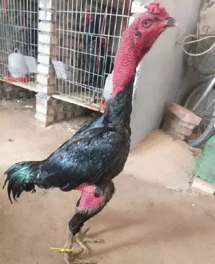 拉手网蚌埠_拉手网芜湖站_手拉手汽车服务中心芜湖